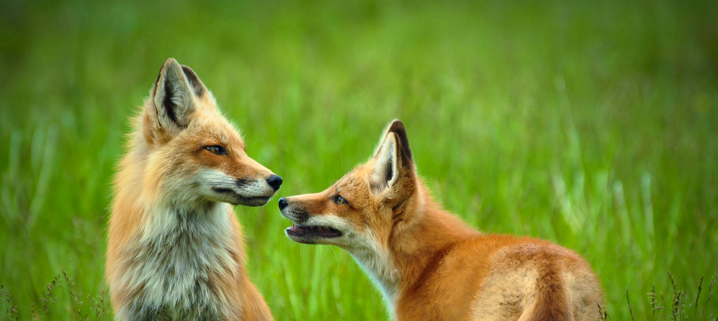 Red foxes